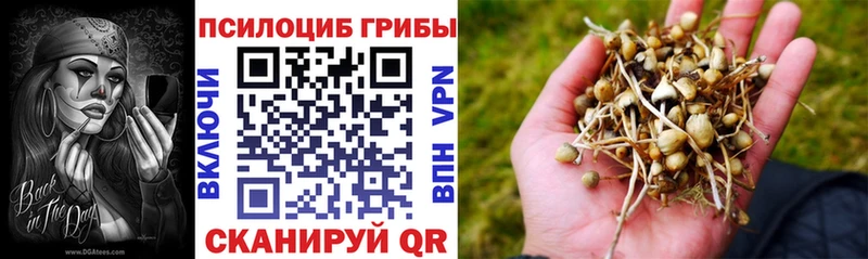 Купить где  Губкинский  Галлюциногенные грибы Cubensis 